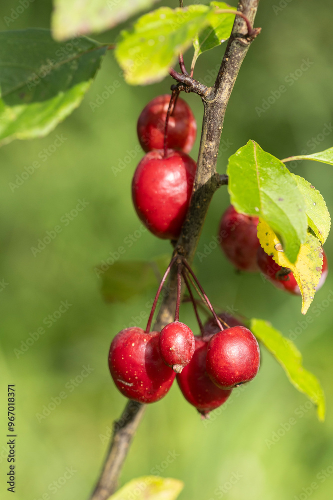Red Berries from Hawthorn tree in the Autumn Red Berries from Hawthorn tree in the Autumn
