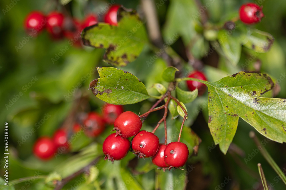 Red Berries from Hawthorn tree in the Autumn Red Berries from Hawthorn tree in the Autumn