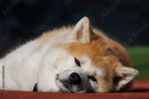 A female dog Akita breed lays on the red ground. photo