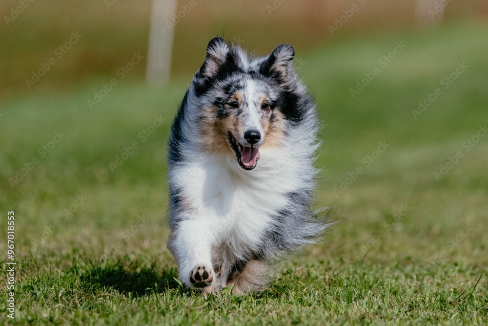 Shetland Sheepdog Sheltie Dog Running Lure Course Dog Sport Shetland Sheepdog Sheltie Dog Running Lure Course Dog Sport