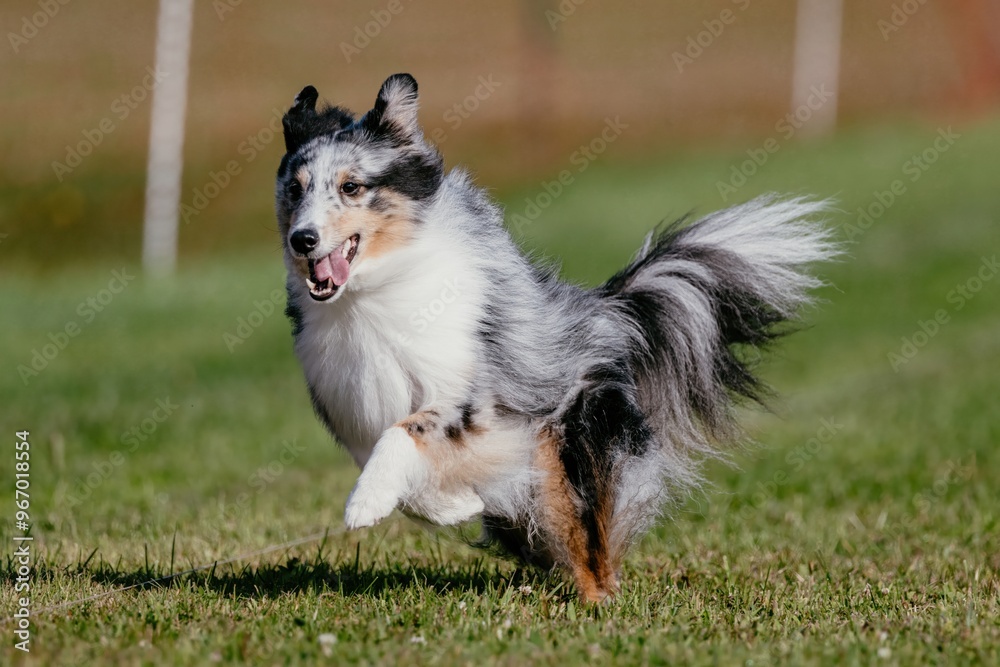 Shetland Sheepdog Sheltie Dog Running Lure Course Dog Sport Shetland Sheepdog Sheltie Dog Running Lure Course Dog Sport