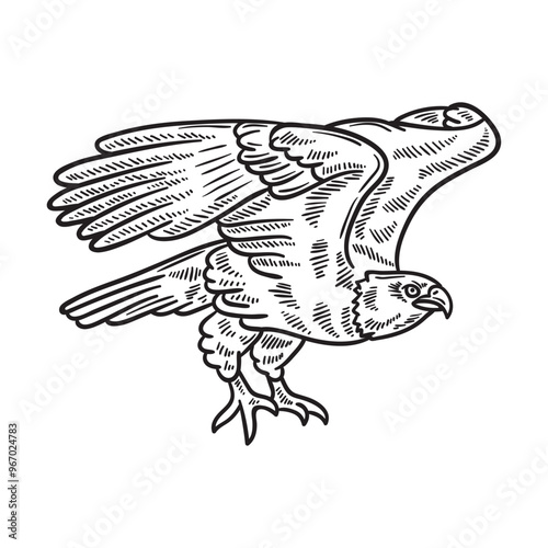 Bird Illustration Colorless - Eagle