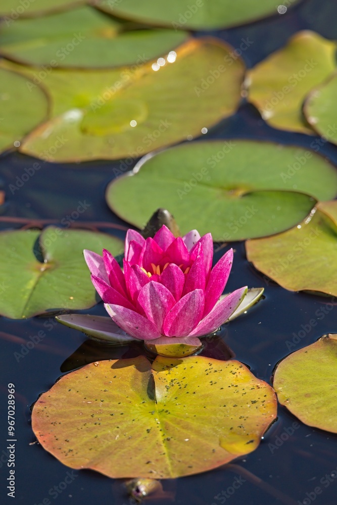 Closeup of nymphaea `attraction` is a pretty pink-flowering water lily. Closeup of nymphaea `attraction` is a pretty pink-flowering water lily.