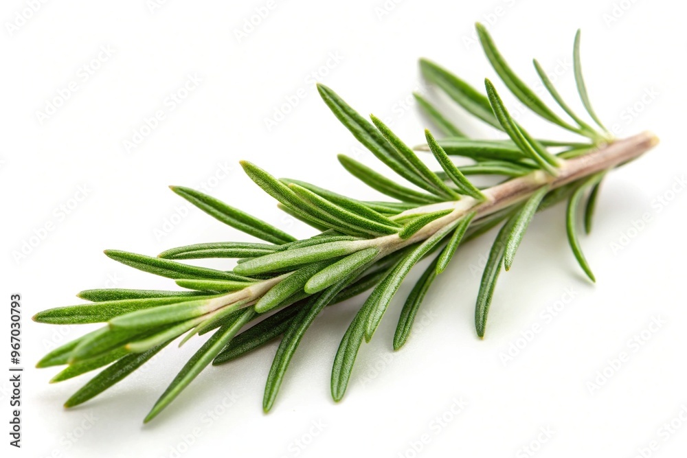 Twig of rosemary isolated on white background Macro Twig of rosemary isolated on white background Macro