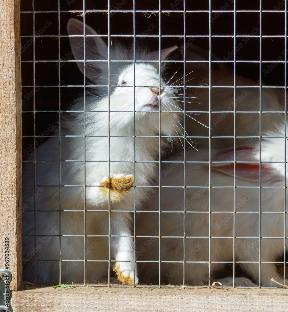 Obraz premium Rabbits are sitting in a cage on a farm
