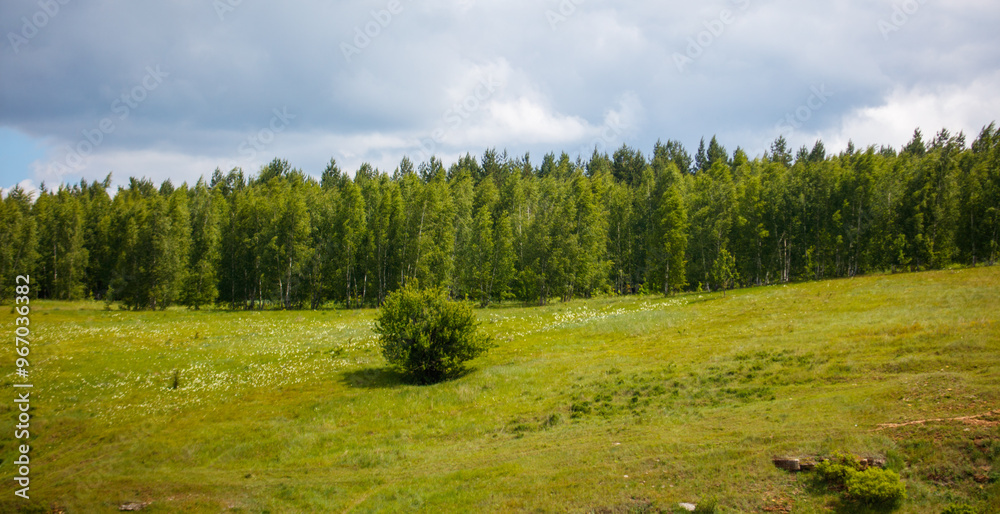 Young green birches in a field in summer Young green birches in a field in summer
