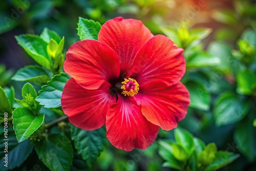 Vibrant red hibiscus flower photographed from above in the morning light