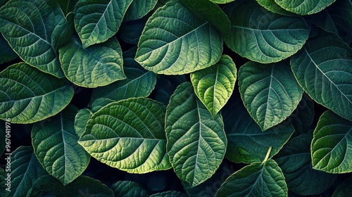 Close-Up of Lush Green Leaves with Prominent Veins