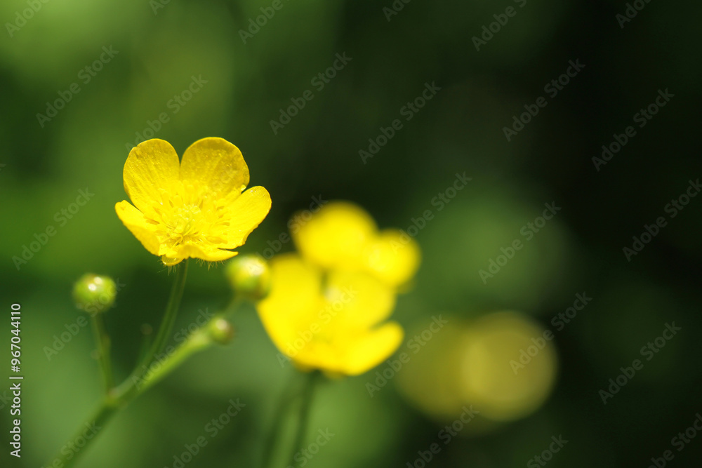 Obraz premium wild yellow flower