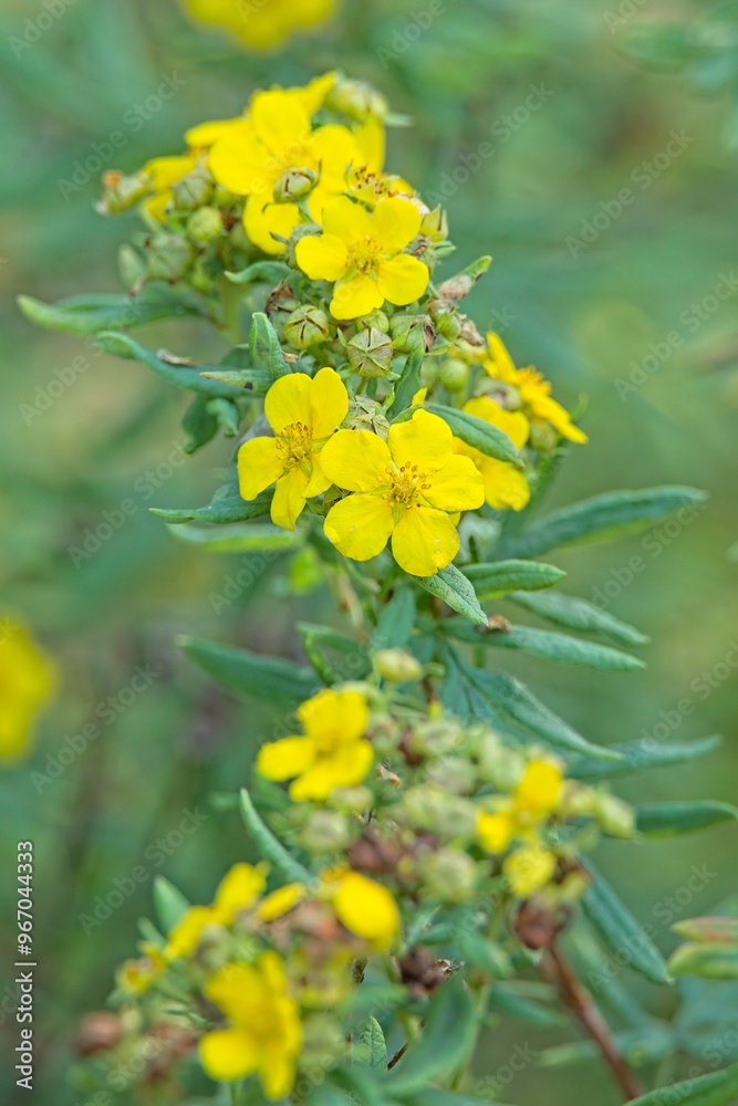 Closeup of dasiphora fruticosa ´jackman´ is a species of hardy deciduous flowering shrub. Closeup of dasiphora fruticosa ´jackman´ is a species of hardy deciduous flowering shrub.