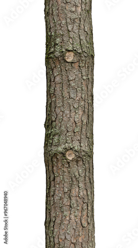 Close up of a tree trunk isolated on a transparent background, perfect for various design, editing, and nature related projects