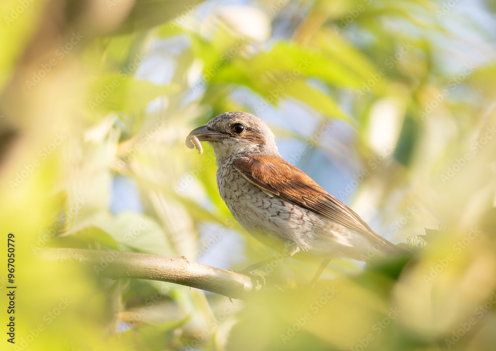 Fototapeta premium Red-backed shrike, Lanius collurio. A female bird with prey in her beak sits on a branch