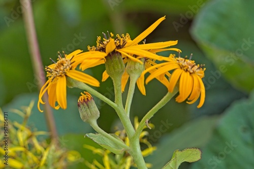 Closeup of ligularia stenocephala, also known as the rocket, is a species of the genus ligularia and the family asteraceae. photo