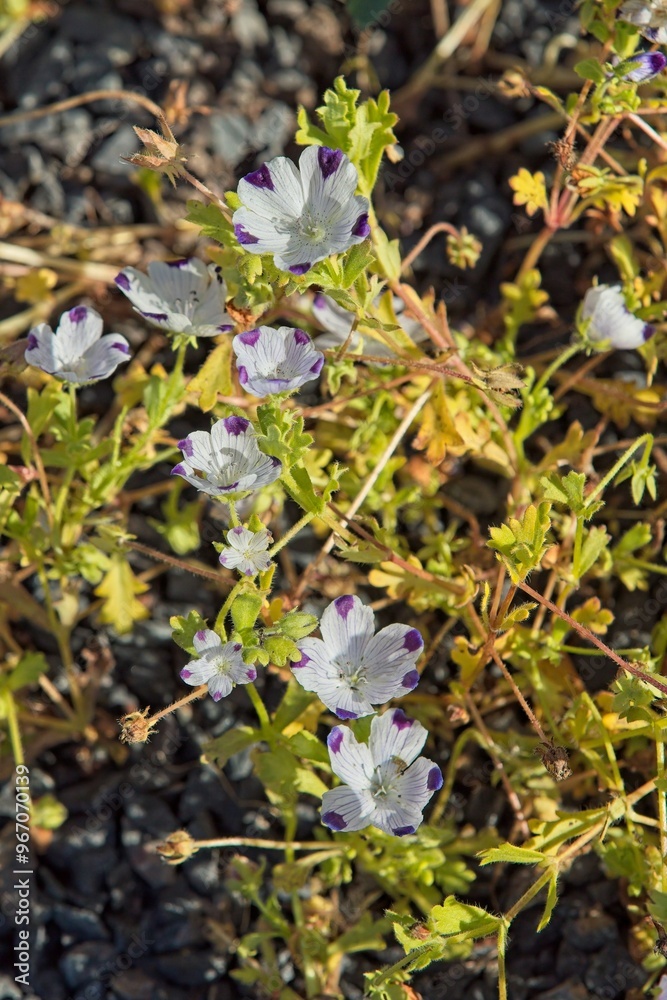 Closeup of nemophila maculata, commonly known as fivespot, is a species of flowering plant in the borage family. Closeup of nemophila maculata, commonly known as fivespot, is a species of flowering plant in the borage family.