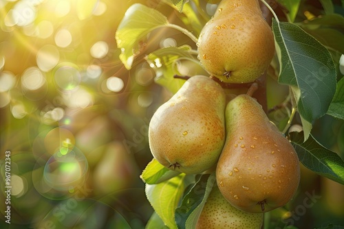 Pear branch in golden hour on a fruit farm. photo