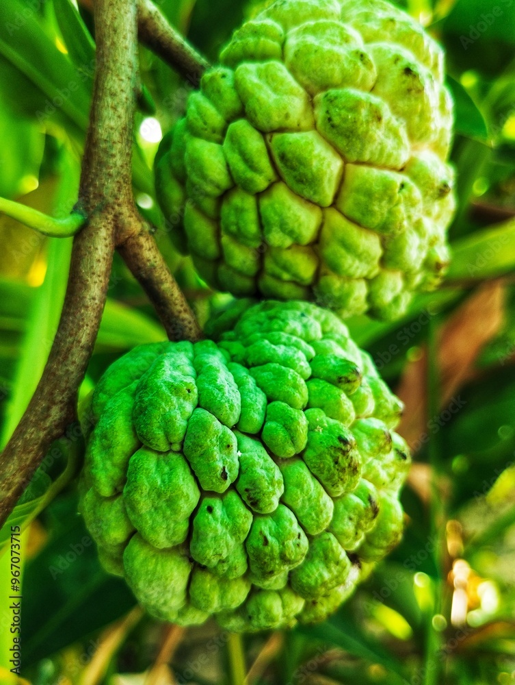 Fototapeta premium Custard apple fruits on a tree