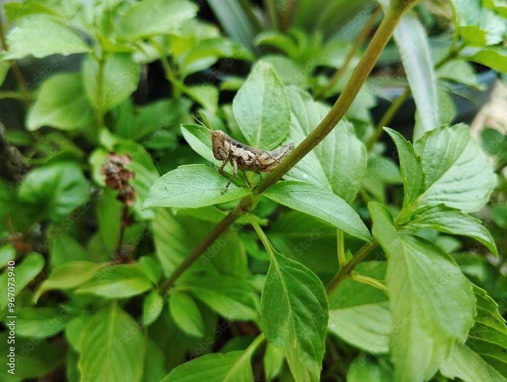 Grasshopper sitting on a tree Grasshopper sitting on a tree