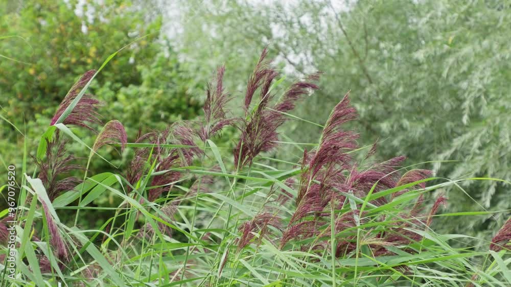 Summer video scene, with plants grass, trees and water reeds blowing gently in the breeze. Along a riverbank. Soothing footage background with nature and natural countryside setting. Lazy summers day. Summer video scene, with plants grass, trees and water reeds blowing gently in the breeze. Along a riverbank. Soothing footage background with nature and natural countryside setting. Lazy summers day.