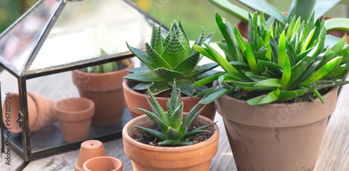 different suculent plants in flower pots with a mini greenhouse on wooden table