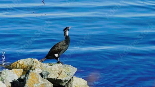 Great Cormorant (Phalacrocorax carbo)