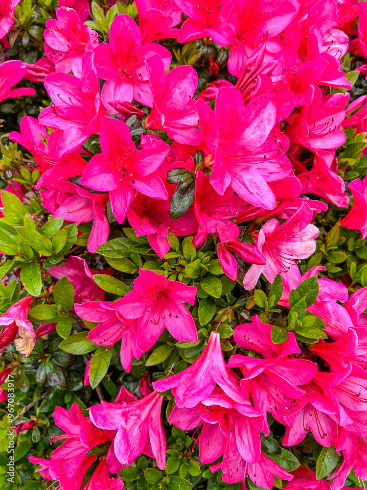 Japanese azalea Japanese azalea