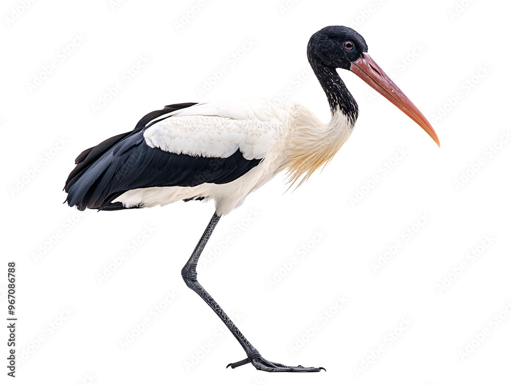 a black and white bird with a long beak a black and white bird with a long beak