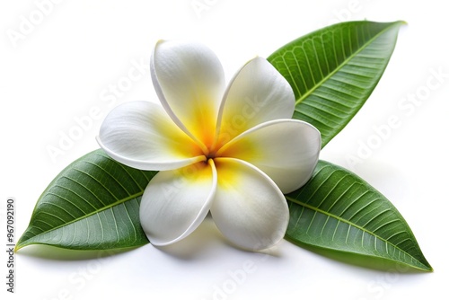 Wide-Angle White Plumeria Flower and Leaves, isolated on white background