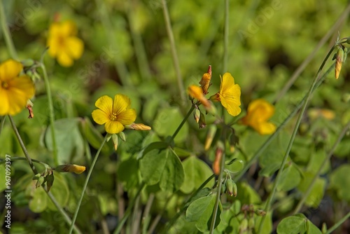Closeup of oxalis valdiviensis, the Chilean yellow-sorrel, is a species of flowering plant in the family oxalidaceae.