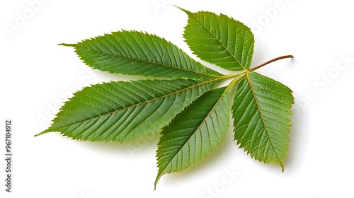 A Single Horse Chestnut Leaf
