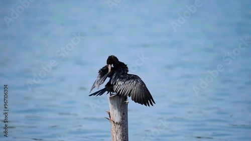 Little Black Cormorant (Microcarbo sulcirostris)