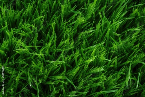 Lush green grass meadow close-up texture flat lay background