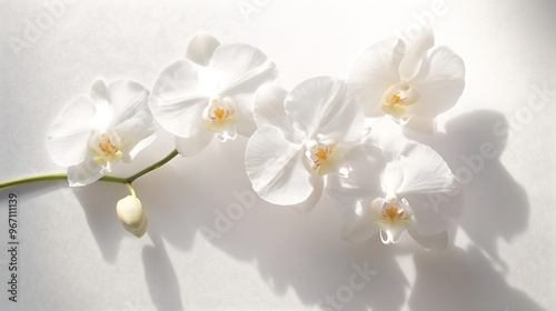 Pink Orchid Flowers on a White Background