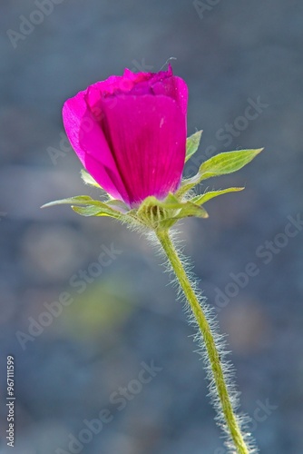 Closeup of Callishoe involuerata also known as purple poppy-mallow, winecup and buffalo rose, which is a species of flowering plant in the mallow family.
