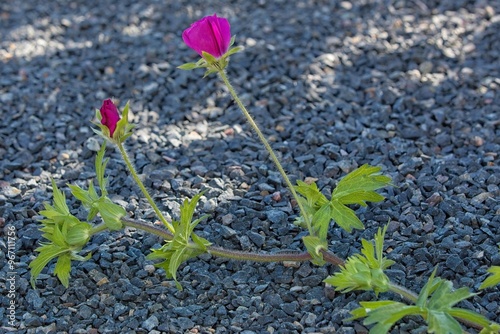 Closeup of Callishoe involuerata also known as purple poppy-mallow, winecup and buffalo rose, which is a species of flowering plant in the mallow family. photo