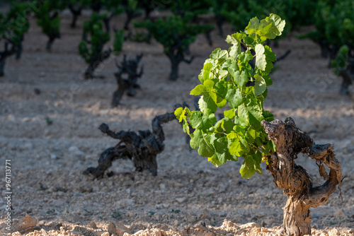 A young grapevine sapling with fresh green leaves emerging from the soil in a vineyard, illustrating the early stages of growth and cultivation in agricultural practice in Penedes Spain photo