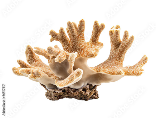 a coral on a white background