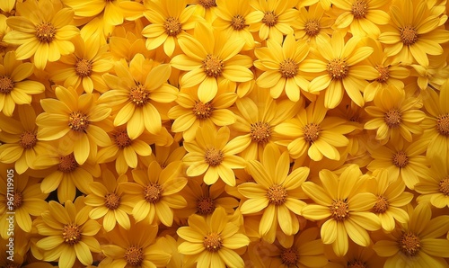 A cluster of yellow daisies, their petals unfurling in the sunshine, fill the frame, background