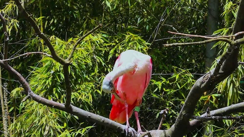 Roseate Spoonbill (Platalea ajaja) Perched on a Tree Branch