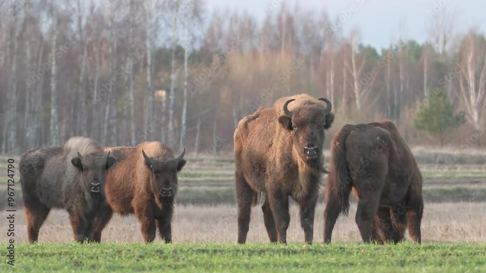 Bison twins in a wild herd look straight into the camera. Static shot.