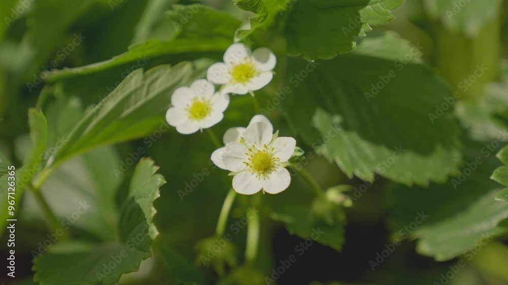 Blooming strawberry bush with flowers in the garden in spring. Blooming strawberry bush with flowers in the garden in spring.
