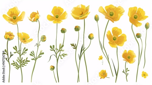 122. Set of buttercup floral vector illustrations, featuring multiple views of buttercup flowers with their vibrant yellow petals and green stems, perfect for various design applications