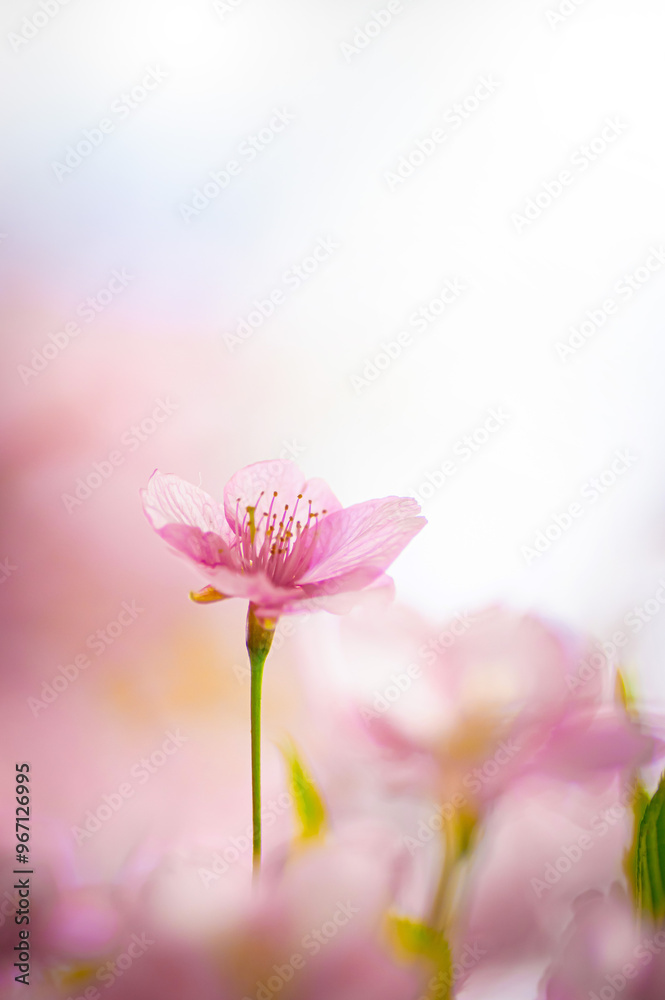 春の柔らかな光の中で咲く河津桜 春の柔らかな光の中で咲く河津桜