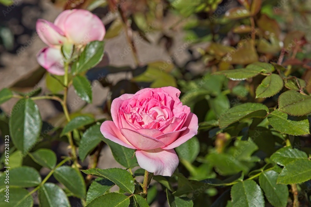 Closeup of Rosa Voyage with extra large, classic pink flowers. Closeup of Rosa Voyage with extra large, classic pink flowers.