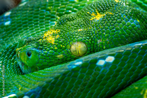 The closeup head of Green Tree Python (Morelia viridis) also known as the Emerald Green Python.