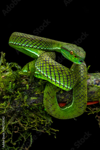 Siberut Pit viper (Trimeresurus whitteni) in the rainforest of Siberut island, Mentawai Islands in Sumatera, Indonesia. photo