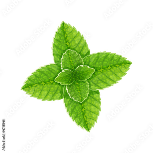 Fresh green mint leaves, for decoration lemonade or mojito, cartoon stile, vector menthol leaf.