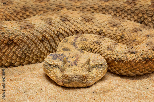 Cerastes cerastes or Saharan Horned Viper, or Desert Horned Viper, is a venomous viper species found in the deserts of North Africa and parts of the Middle East.  photo