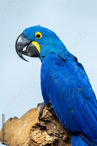 The king of parrot, Hyacinth Macaw 
(Anodorhynchus hyacinthinus) is a parrot native to central and eastern South America. 