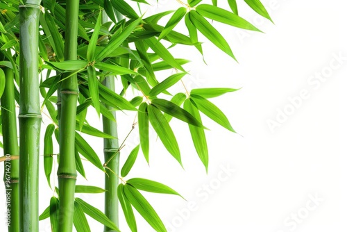 A close-up view of a bamboo plant's green leaves