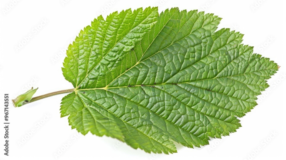 Obraz premium A detailed shot of a single leaf on a white background